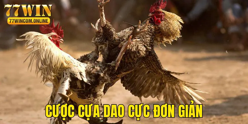 Cược chiến kê cựa dao cực đơn giản và dễ dàng