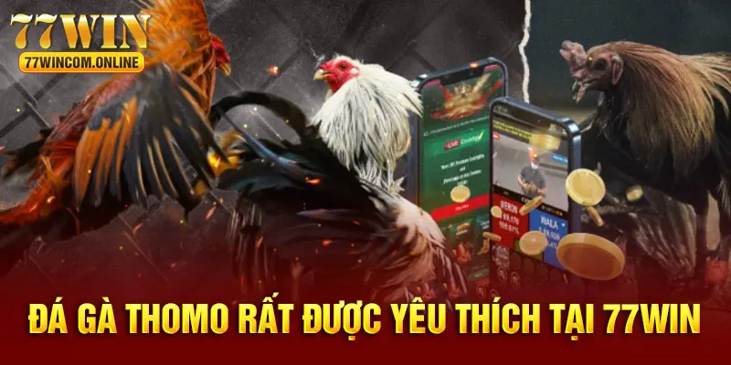 Đá gà Thomo rất được ưa chuộng tại Việt Nam