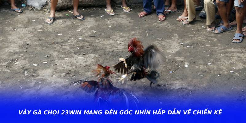 Vảy Gà Chọi 23WIN Mang Đến Góc Nhìn Hấp Dẫn Về Chiến Kê