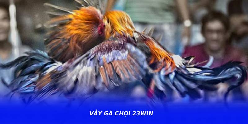 Vảy Gà Chọi 23WIN – Kinh Nghiệm Theo Dõi Và Phân Tích Gà Chọi